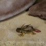 Salacious B.Crumb Creature Pack (Sideshow) (studio)