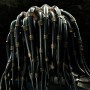 Predator (studio)