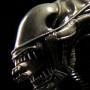 Alien Warrior (studio)