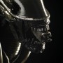 Alien Warrior (studio)