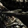 Alien Warrior (Sideshow) (studio)
