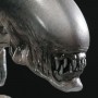 Fetal Queen (studio)