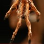 Alien (Sideshow) (studio)