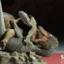 Protoceratops Vs. Velociraptor (studio)