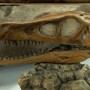 Protoceratops Vs. Velociraptor (Sideshow) (studio)