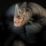 Rhino PF (studio)