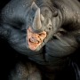 Rhino PF (studio)