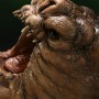 There Will Be No Bargain - Luke Vs. Rancor (studio)