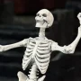 Skeleton Blank Bleached Remnants