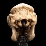 Skull Of Cave Troll Mini