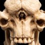 Skull Of Cave Troll Mini