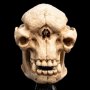 Skull Of Cave Troll Mini