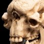 Skull Of Cave Troll Mini