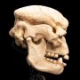 Skull Of Cave Troll Mini