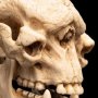 Skull Of Cave Troll Mini