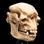 Skull Of Cave Troll Mini