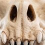 Skull Of Fell Beast Mini