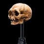 Lord Of The Rings: Skull Of Gollum Mini