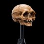 Skull Of Gollum Mini