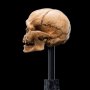 Skull Of Gollum Mini