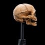 Skull Of Gollum Mini