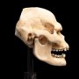 Skull Of Lurtz Mini