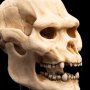 Skull Of Lurtz Mini