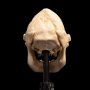 Skull Of Lurtz Mini