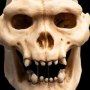 Skull Of Lurtz Mini