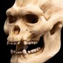 Skull Of Lurtz Mini