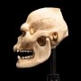 Skull Of Lurtz Mini