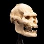 Skull Of Lurtz Mini