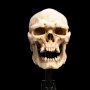 Skull Of Mordor Orc