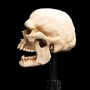 Skull Of Mordor Orc