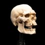 Skull Of Mordor Orc