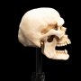 Skull Of Mordor Orc