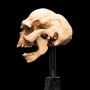 Skull Of Moria Orc Mini