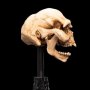 Skull Of Moria Orc Mini