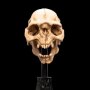 Skull Of Moria Orc Mini