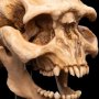 Skull Of Moria Orc Mini