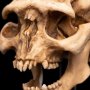 Skull Of Moria Orc Mini