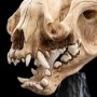 Skull Of Warg