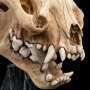 Skull Of Warg
