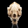 Skull Of Warg