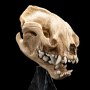 Skull Of Warg