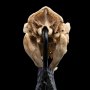 Skull Of Warg