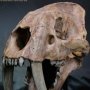 Smilodon Skull Wonders Of Wild Series