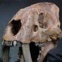 Prehistoric Creatures: Smilodon Skull Wonders Of Wild Series