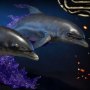 Space Dolphins