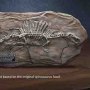 Spinosaurus Fossil Wonders Of Wild Series